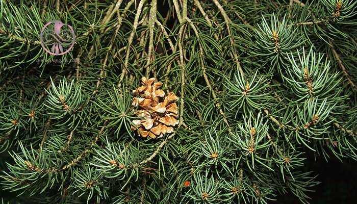 پنیون تک برگ (Pinus monophylla)