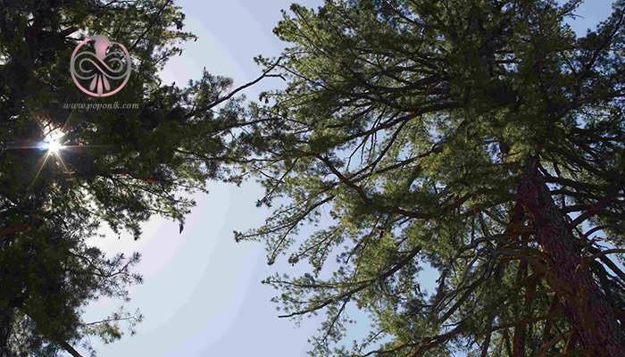 کاج قندی (Pinus lambertiana)