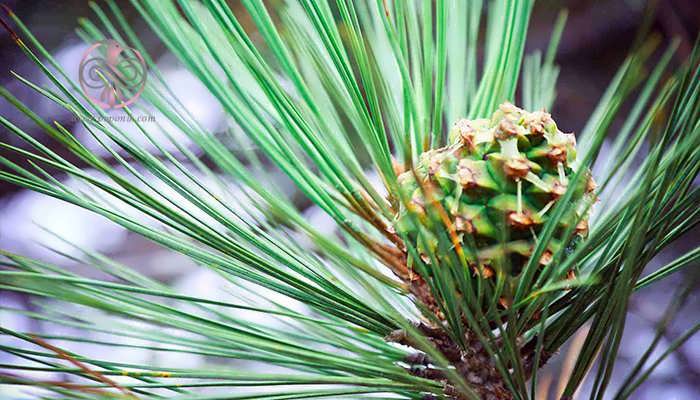کاج توری (Pinus torreyanna)