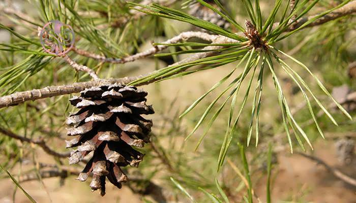 کاج ویرجینیایی (Pinus virginiana)