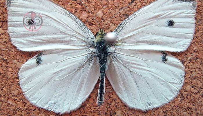 پروانه سفیدکلم