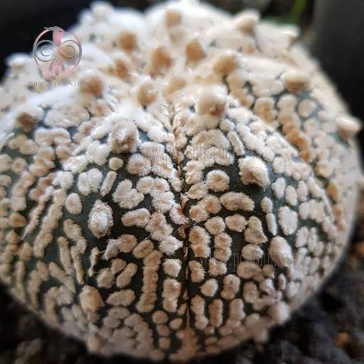 بذر کاکتوس آستریاس سوپر کاباتو