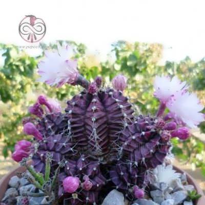 کاکتوس ژمینو شکلاتی کاکتوس ژمینو شکلاتی