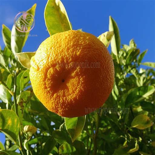 درخت نارنج