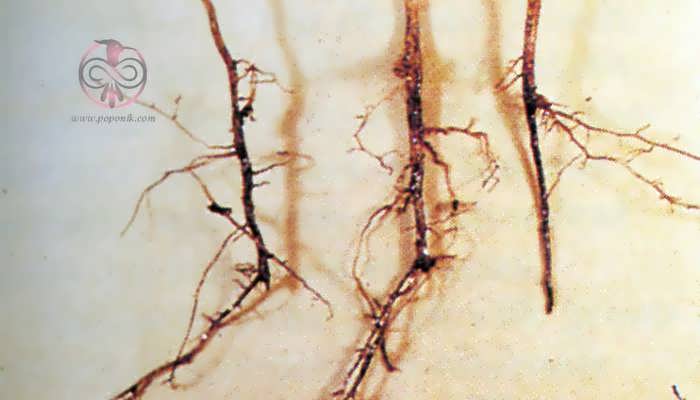 علائم بیماری پوسیدگی فوزاریومی ریشه