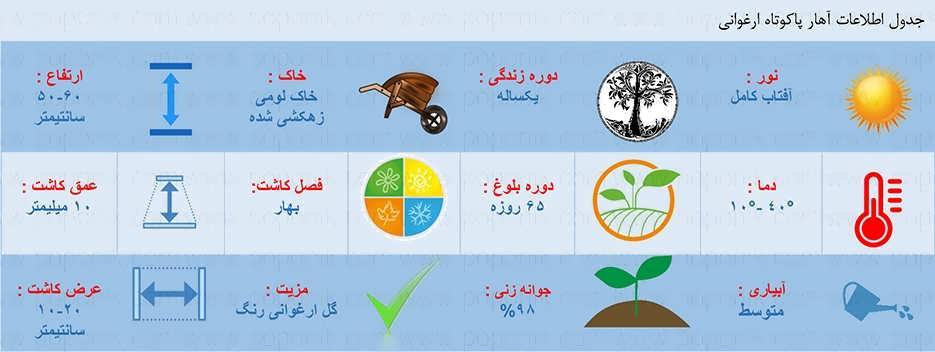 جدول اطلاعات بذر گل آهار پاکوتاه ارغوانی