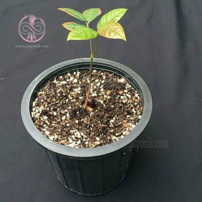 نهال لونگان نهال لونگان