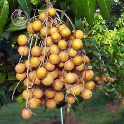 نهال لونگان نهال لونگان