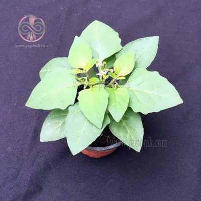 نهال فیسالیس نهال فیسالیس