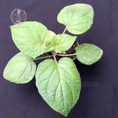 نهال فیسالیس نهال فیسالیس