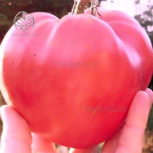 گوجه قلبی قرمز درختی