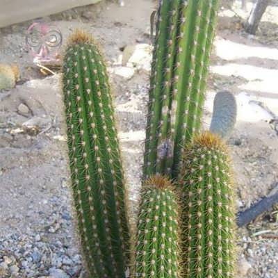 کاکتوس وبربایورسوس جانسونی کاکتوس وبربایورسوس جانسونی
