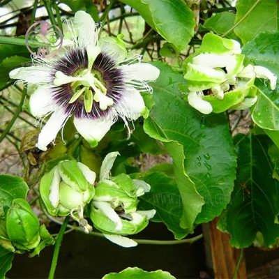 yellow-passion-fruit-0نهال پشن فروت آفریقایی نهال پشن فروت آفریقایی