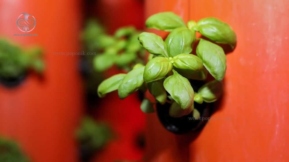 رشد گیاهان تازه با هواکشت