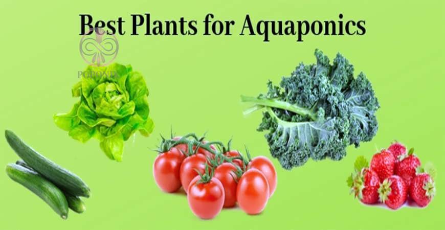 بهترین گیاهان برای سیستم آکواپونیک