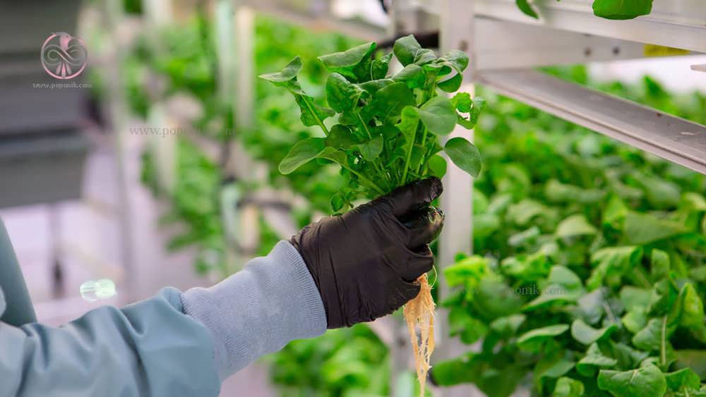سبزیجات تازه در دستان با سیستم هیدروپونیک