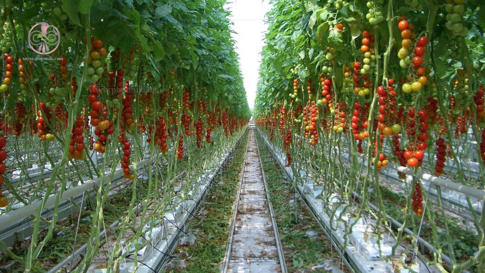 رشد گوجه فرنگی به روش هیدروپونیک
