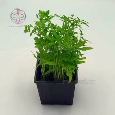 نشاء گوجه چری مخلوط نشاء گوجه چری مخلوط