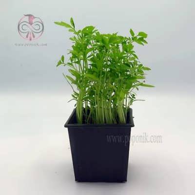 نشاء گوجه چری مخلوط نشاء گوجه چری مخلوط