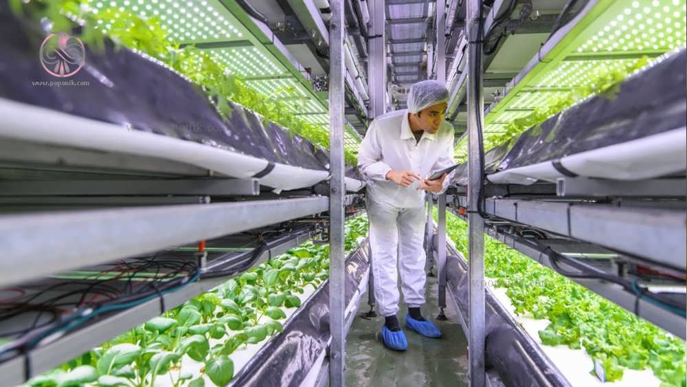 دانشمند تایوانی در حال تست گیاهان هیدروپونیک