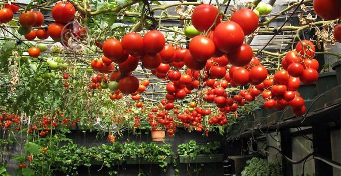 تولید گوجه فرنگی به روش هیدروپونیک
