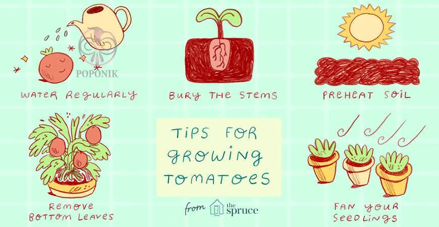 ده نکته برای رشد گوجه فرنگی