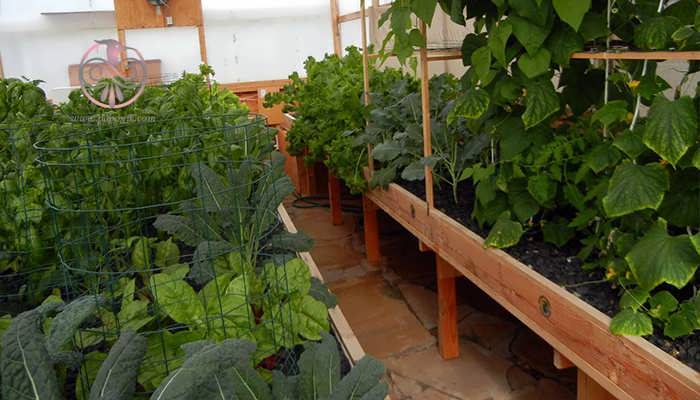 رشد سبزیجات با آکواپونیک