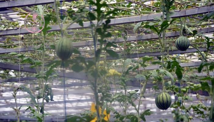 کاشت هندوانه به صورت هواکشت