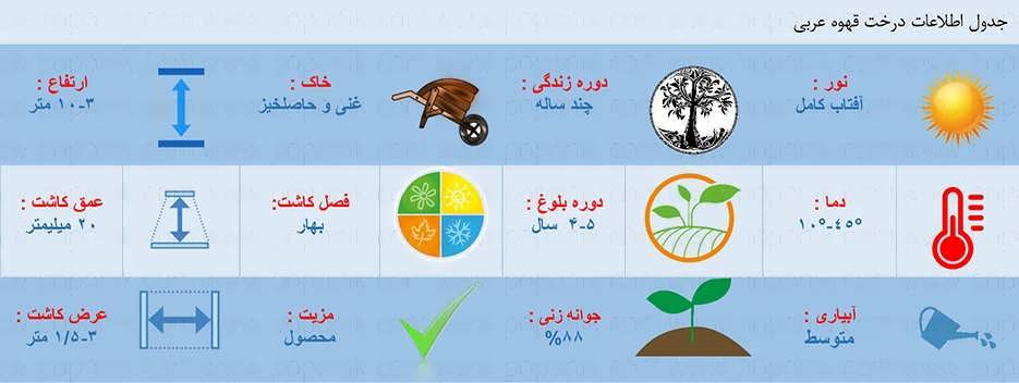 جدول اطلاعات کاشت بذر درخت قهوه عربی