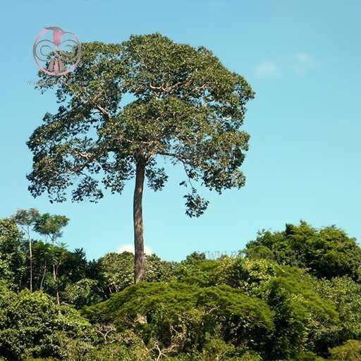 درخت آجیل برزیلی