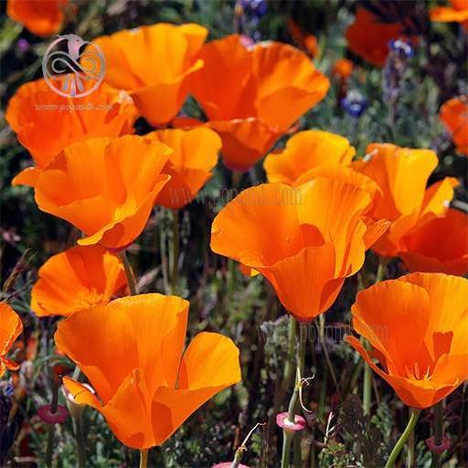 گل شقایق کالیفرنیا نارنجی