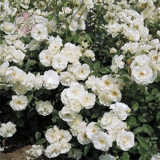 گل رز رونده سفید
