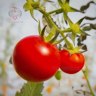 گیاه گوجه فرنگی کلوز فرانسه