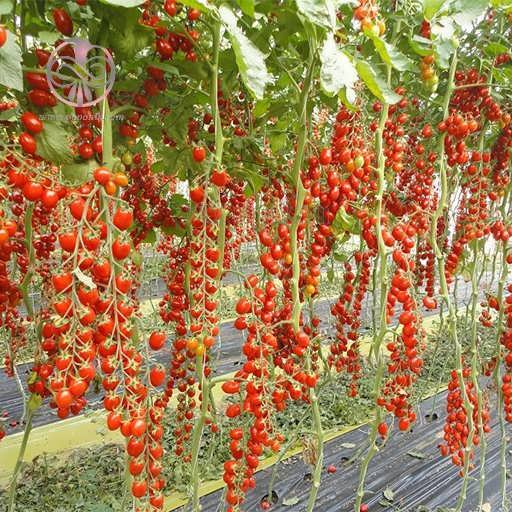 بذر گوجه فرنگی خوشه ای داترینو تازه