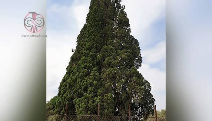 درخت سرو هرزویل