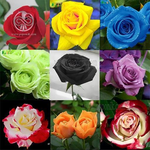 گل رز میکس 10 رنگ