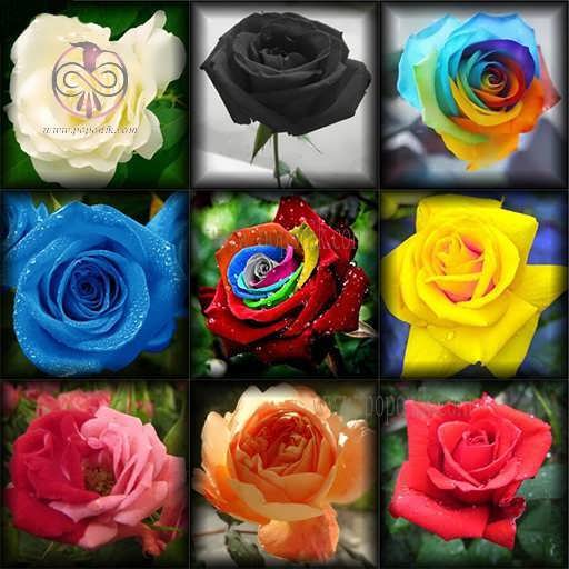 بذر گل رز میکس 10 رنگ