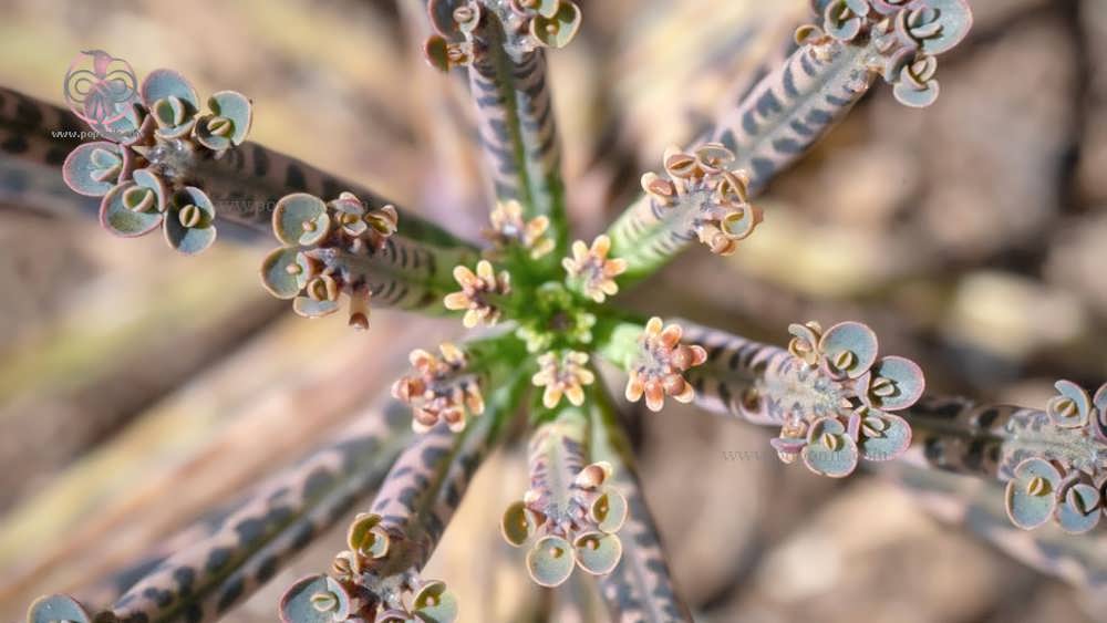 مادر میلیون ها bryophyllum delagoense با گیاهچه