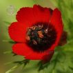 گل چشم خروس ارگانیک