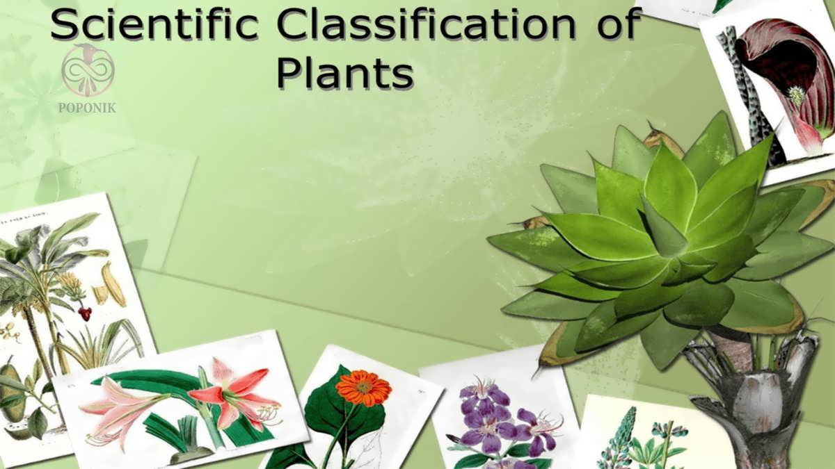 طبقه بندی علمی گیاهان