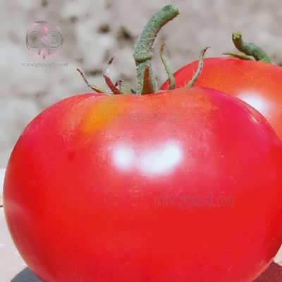 گوجه فرنگی قرمز درشت توندو ابدار
