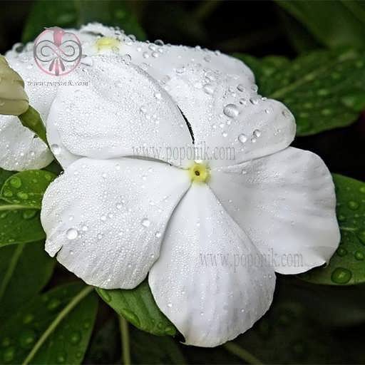 گل پریوش سفید