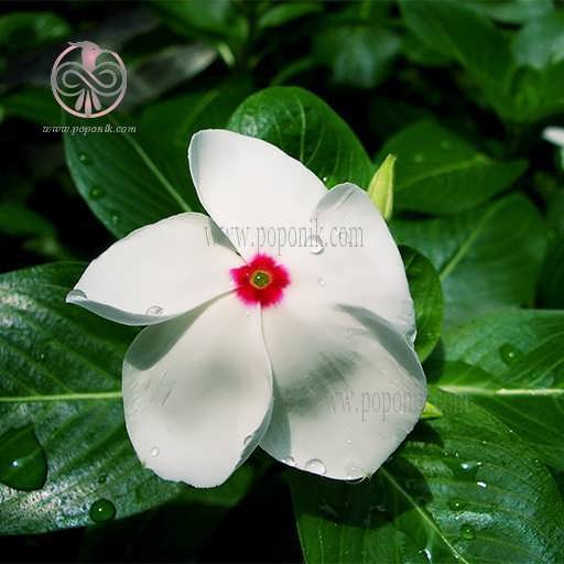 گل زیبای پریوش سفید