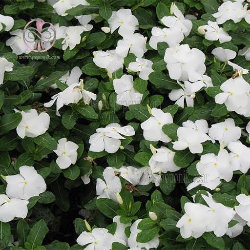 بذر گل پریوش سفید