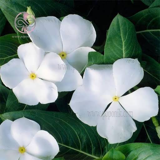 بذر ارگانیک گل پریوش سفید