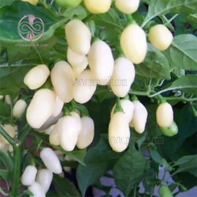بذر ارگانیک فلفل هابانرو سفید