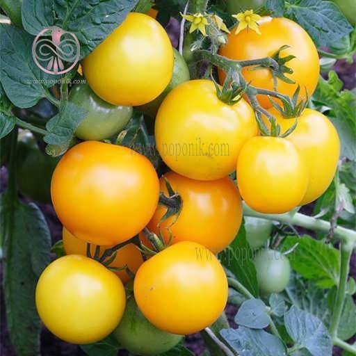 گیاه گوجه فرنگی زرد بوته ای