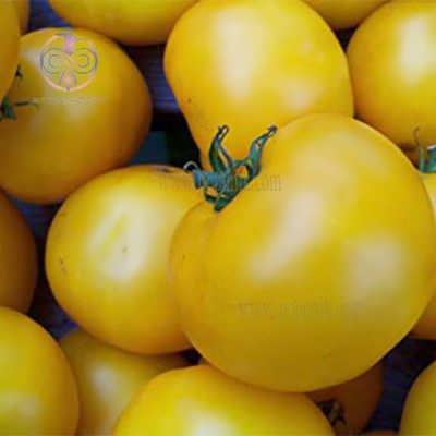 بذر ارگانیک گوجه فرنگی زرد بوته ای