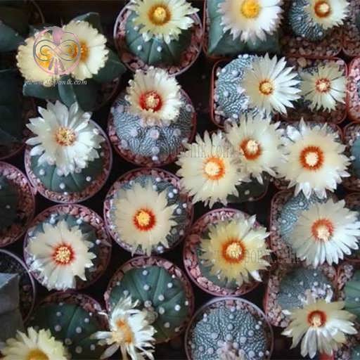 کاکتوس آستریاس کوکاباتو میکس همراه گل