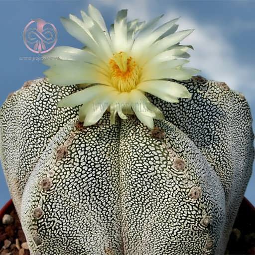 کاکتوس مرستیگما انزاکا همراه گل